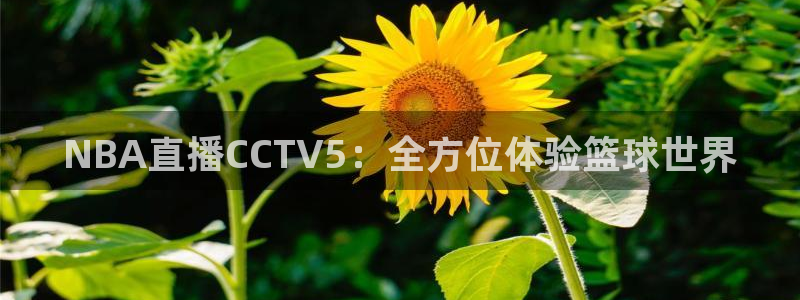 球神体育nba直播：NBA直播CCTV5：全方位体验篮球世界