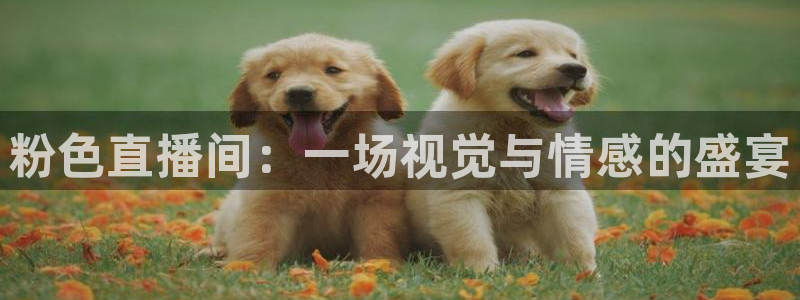 球神直播免费足球直播：粉色直播间：一场视觉与情感的盛宴